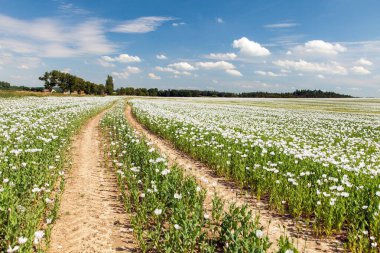 Latin papaver somniferum 'da çiçek açan afyon haşhaş tarlası, toprak yol, panoramik manzara, Çek Cumhuriyeti' nde gıda endüstrisi için beyaz haşhaş yetiştirilir.