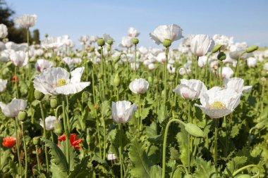 Latin papaver somniferum ve güzel gökyüzünde çiçek açan afyon haşhaş tarlası, Çek Cumhuriyeti 'nde gıda endüstrisi için beyaz renkli haşhaş yetiştirilir.