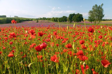 Kırmızı gelincik tarlası ya da gelincik, mısır haşhaşı, mısır gülü, tarla gelinciği, afyon, latin papaver Rhoaes