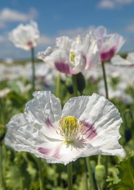 Afyon haşhaş çiçeğinin ayrıntıları, Latin papaver somniferum 'da, Çek Cumhuriyeti' nde gıda endüstrisi için beyaz renkli çiçekli haşhaş yetiştirilir.