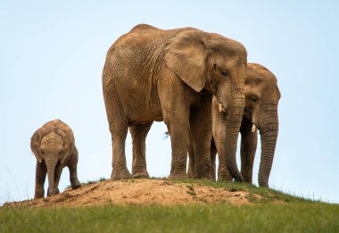 Elephants herd on small hill, elephant family, two female elephants and baby