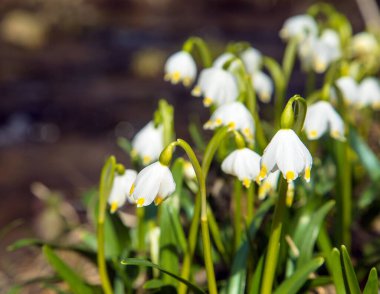 bahar kar tanesi çiçekleri Latince löcojum vernum