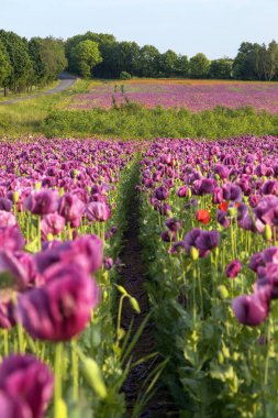 Çiçekli afyon haşhaş tarlası, Latin papaver somniferum 'da, Çek Cumhuriyeti' nde gıda endüstrisi için koyu mor haşhaş yetiştirilir.