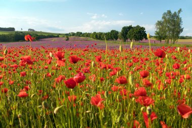 Kırmızı gelincik tarlası ya da gelincik, mısır haşhaşı, mısır gülü, tarla gelinciği, afyon, latin papaver Rhoaes