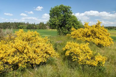 Cytisus scoparius, yaygın süpürge ya da İskoç süpürgesi. Çiçek açan zamanda ağaç ve güzel gökyüzü, panoramik manzara.