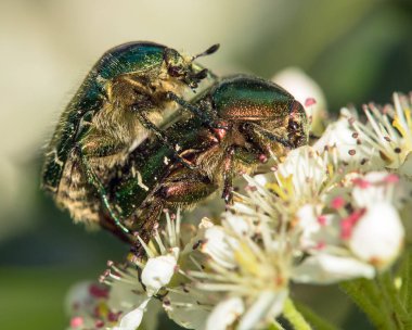 Çiftleşen Yeşil Gül Kaşarları, Latince Cetonia Aurata, beyaz ve kırmızı çiçek üzerine