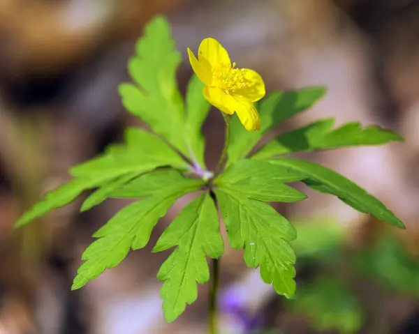 yellow anemone, yellow wood anemone, or buttercup anemone, in latin Anemonoides ranunculoides or Anemone ranunculoides
