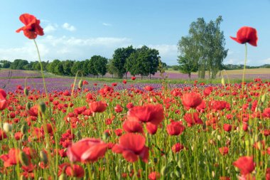 Kırmızı gelincik tarlası ya da gelincik, mısır haşhaşı, mısır gülü, tarla gelinciği, afyon, latin papaver Rhoaes
