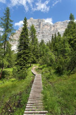 Monte Pelmo, ahşap patika, karaçam ormanı, Dolomitler dağları, İtalya