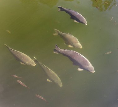Gölde sazan sürüsü, Avrasya ya da Avrupa sazan balığı Latince, Cyprinus carpio, pulsuz çeşitlilik