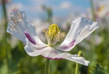 Afyon haşhaş çiçeğinin ayrıntıları, Latin papaver somniferum 'da, Çek Cumhuriyeti' nde gıda endüstrisi için beyaz renkli çiçekli haşhaş yetiştirilir.