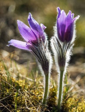 Pasqueflower, daha büyük pask çiçeğinin güzel mavi çiçeği ya da latin pulsatilla grandis içinde çayırdaki paskalya çiçeği.