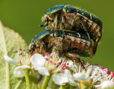 Çiftleşen Yeşil Gül Kaşarları, Latince Cetonia Aurata, beyaz ve kırmızı çiçek üzerine