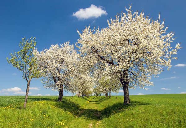 bridle path and alley of flowering cherry and plum trees, Springtime landscape