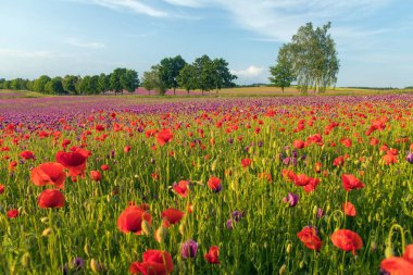 Kırmızı gelincik tarlası ya da gelincik, mısır haşhaşı, mısır gülü, tarla gelinciği, afyon, latin papaver Rhoaes