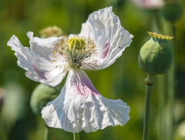 Afyon haşhaş çiçeğinin ayrıntıları, Latin papaver somniferum 'da, Çek Cumhuriyeti' nde gıda endüstrisi için beyaz renkli çiçekli haşhaş yetiştirilir.
