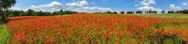 Kırmızı gelincik tarlası ya da gelincik, mısır haşhaşı, mısır gülü, tarla gelinciği, afyon, latin papaver Rhoaes