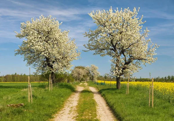 stock image Alley of flowering cherry trees and dirt road and field of rapeseed canola or colza, springtime view