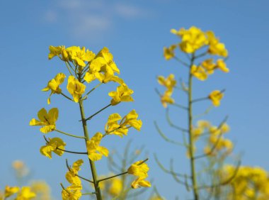 Gözyaşı tohumu çiçeği, latin Brassica Napus mavi arka planında sarı çiçek tarlası veya kolza rengi yeşil enerji ve petrol endüstrisi için tecavüz tohumu.