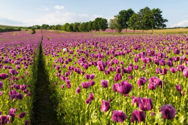 Çiçekli afyon haşhaş tarlası, Latin papaver somniferum 'da, Çek Cumhuriyeti' nde gıda endüstrisi için koyu mor haşhaş yetiştirilir.
