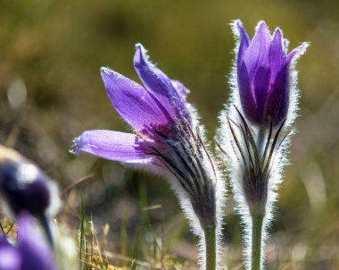 Pasqueflower, daha büyük pask çiçeğinin güzel mavi çiçeği ya da latin pulsatilla grandis içinde çayırdaki paskalya çiçeği.