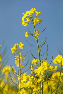 Gözyaşı tohumu çiçeği, latin Brassica Napus mavi arka planında sarı çiçek tarlası veya kolza rengi yeşil enerji ve petrol endüstrisi için tecavüz tohumu.