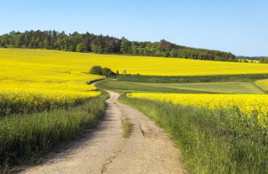 Latince brassica napus toprak yolda, gökyüzünde güzellik bulutları tecavüz tohumu yeşil enerji ve petrol endüstrisi için bitkidir.
