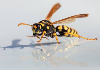 Aynalı eşekarısı, Avrupa 'daki sıradan eşek arısı veya Latin Vespula Vulgaris veya Germanica' da beyaz arka planda izole edilmiş Alman sarı ceketi