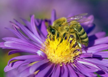 Arı ya da bal arısı Latin Apis Mellifera, Avrupa ya da batı bal arısı Mavi sarı menekşe ya da mor çiçekte oturuyor