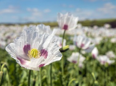 Afyon haşhaş çiçeğinin ayrıntıları, Latin papaver somniferum 'da, Çek Cumhuriyeti' nde gıda endüstrisi için beyaz renkli çiçekli haşhaş yetiştirilir.