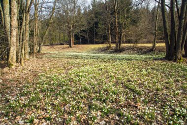 Beyaz çiçekli bahar çayırları kar taneleri Latin leucojum vernum ve orman çiçekleri