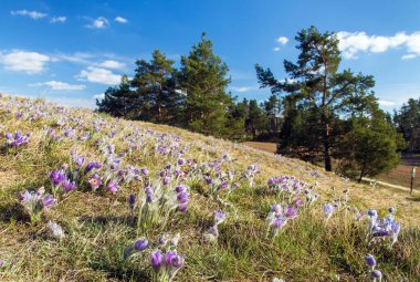 Latince pulsatilla grandis ve çam ağaçlarında daha büyük çiçeklerle dolu çayır.