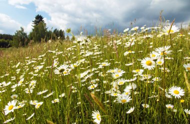 Papatya çayırda, papatya Latince Bellis Perennis 'de