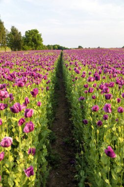 Çiçekli afyon haşhaş tarlası, Latin papaver somniferum 'da, Çek Cumhuriyeti' nde gıda endüstrisi için koyu mor haşhaş yetiştirilir.