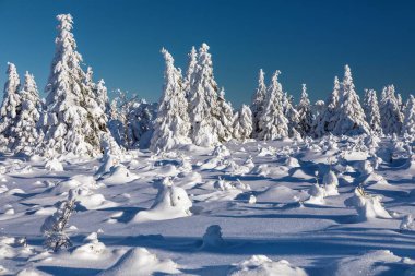 Jizerske Hory ya da Jizera dağlarından kış manzarası, kar gizlenmiş ormanlık, Çek Cumhuriyeti
