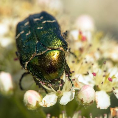 Yeşil Gül Chafer, Latince Cetonia Aurata, beyaz ve kırmızı çiçek üzerine