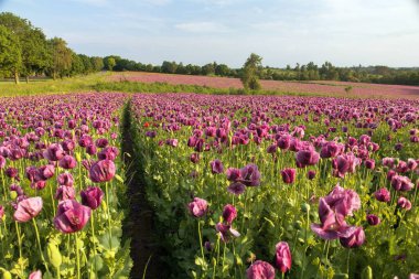 Çiçekli afyon haşhaş tarlası, Latin papaver somniferum 'da, Çek Cumhuriyeti' nde gıda endüstrisi için koyu mor haşhaş yetiştirilir.