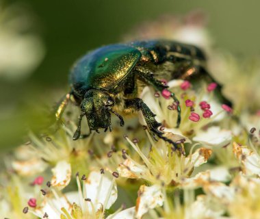 Yeşil Gül Chafer, Latince Cetonia Aurata, beyaz ve kırmızı çiçek üzerine