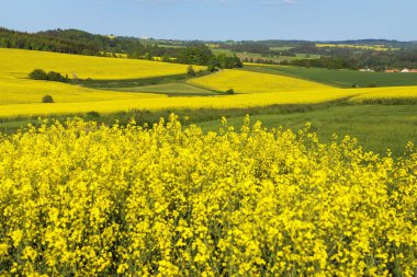 Latin Brassica Napus 'taki kolza tarlası, tecavüz tohumu yeşil enerji ve petrol endüstrisi için bitkidir.