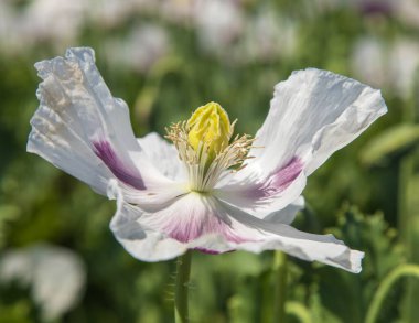 Afyon haşhaş çiçeğinin ayrıntıları, Latin papaver somniferum 'da, Çek Cumhuriyeti' nde gıda endüstrisi için beyaz renkli çiçekli haşhaş yetiştirilir.