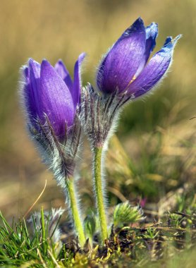 Pasqueflower, daha büyük pask çiçeğinin güzel mavi çiçeği ya da latin pulsatilla grandis içinde çayırdaki paskalya çiçeği.