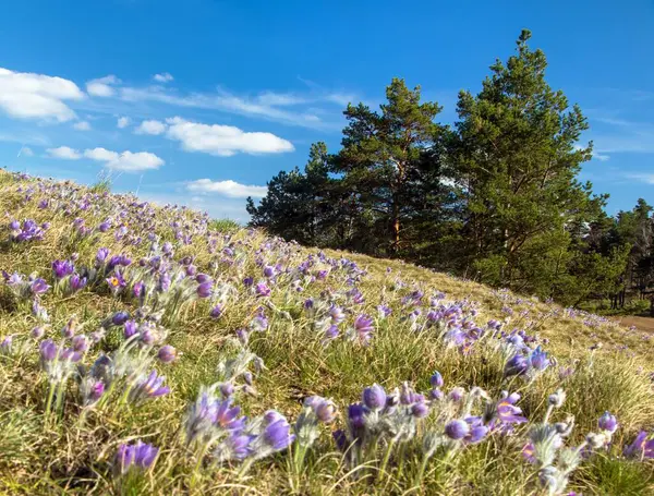 Latince pulsatilla grandis ve çam ağaçlarında daha büyük çiçeklerle dolu çayır.