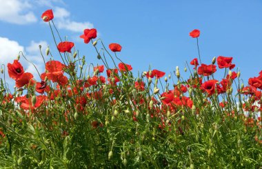 Kırmızı gelincik tarlası ya da gelincik, mısır haşhaşı, mısır gülü, tarla gelinciği, afyon, latin papaver Rhoaes