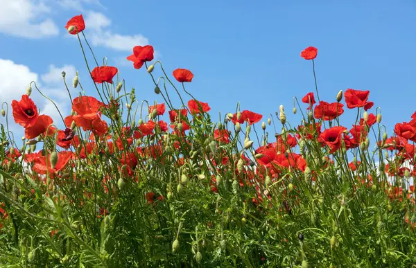 Kırmızı gelincik tarlası ya da gelincik, mısır haşhaşı, mısır gülü, tarla gelinciği, afyon, latin papaver Rhoaes