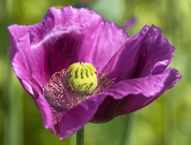 Afyon haşhaş çiçeğinin ayrıntıları, latin papaver somniferum ile, Çek Cumhuriyeti 'nde gıda endüstrisi için koyu mor çiçekli haşhaş yetiştirilir.