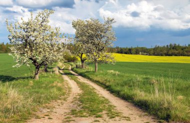 Alley of flowering cherry trees and dirt road and field of rapeseed canola or colza, springtime view clipart