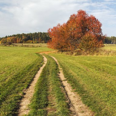 Toprak yol ve kırmızı kiraz ağacı, sonbahar manzarası, Bohem ve Moravya dağları, Çek Cumhuriyeti