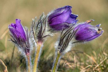 Pasqueflower, daha büyük pask çiçeğinin güzel mavi çiçeği ya da latin pulsatilla grandis içinde çayırdaki paskalya çiçeği.