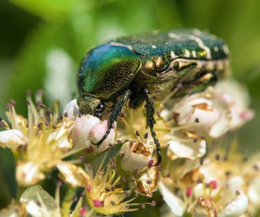 Yeşil Gül Chafer, Latince Cetonia Aurata, beyaz ve kırmızı çiçek üzerine
