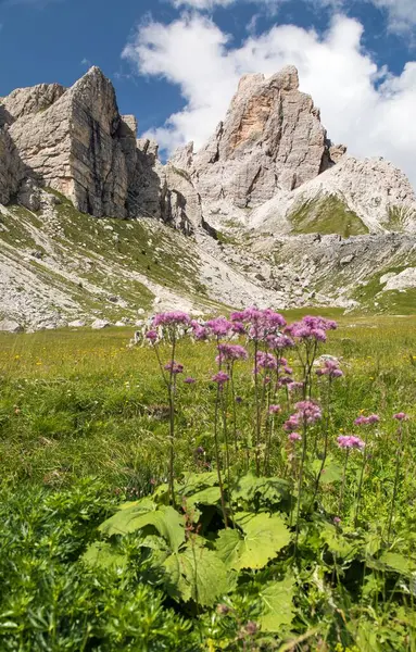 Alps dolomites mountains and pink or purple mountain flowers